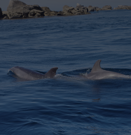 Naviguez-aupres-des-dauphins